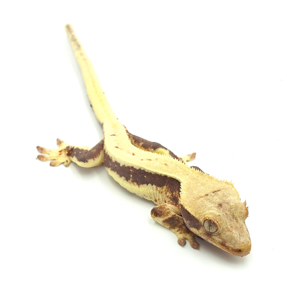 Lilly White Crested Gecko