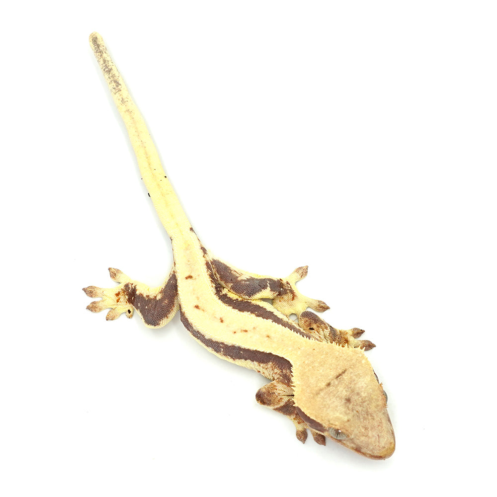 Lilly White Crested Gecko