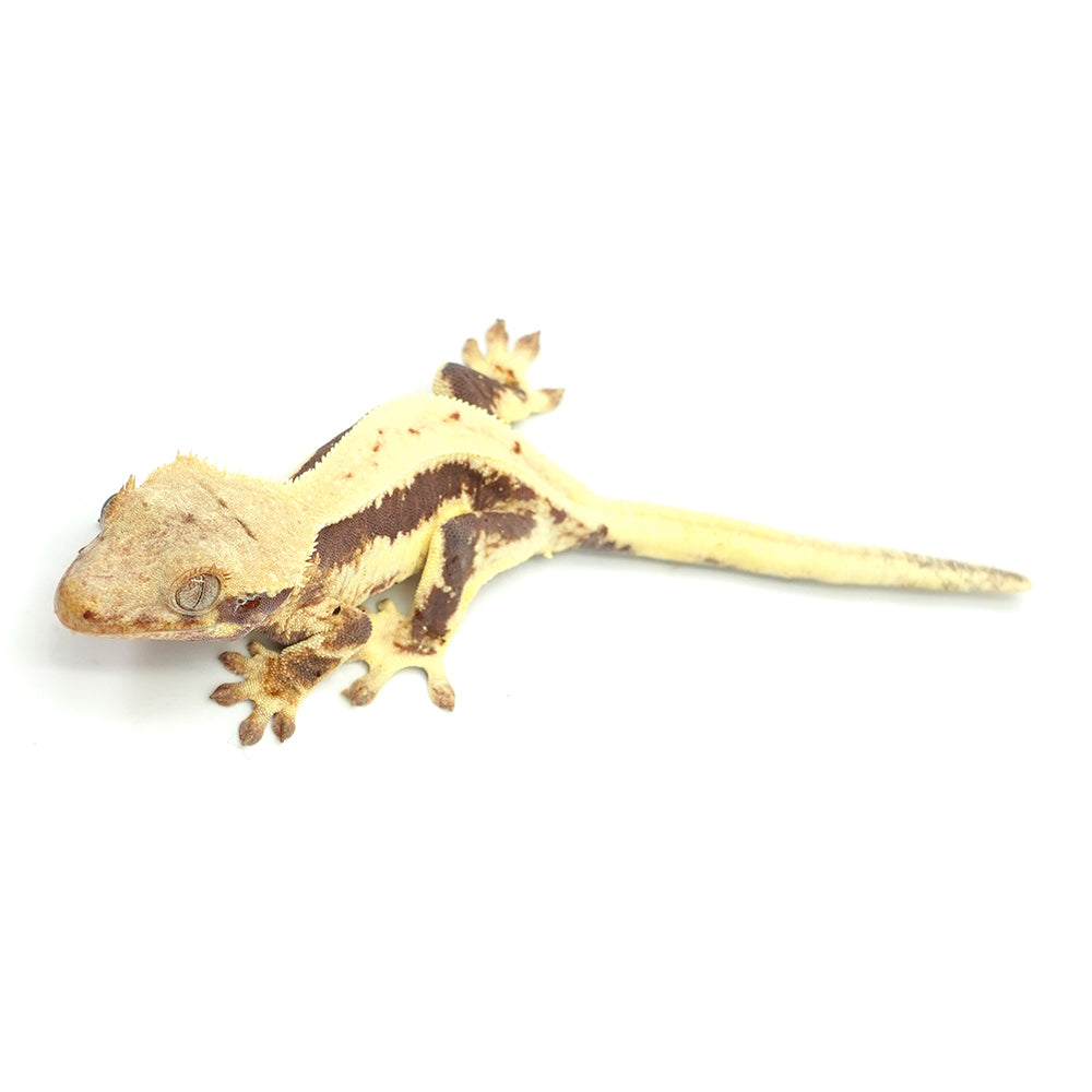 Lilly White Crested Gecko