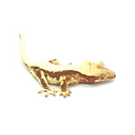 Lilly White Crested Gecko