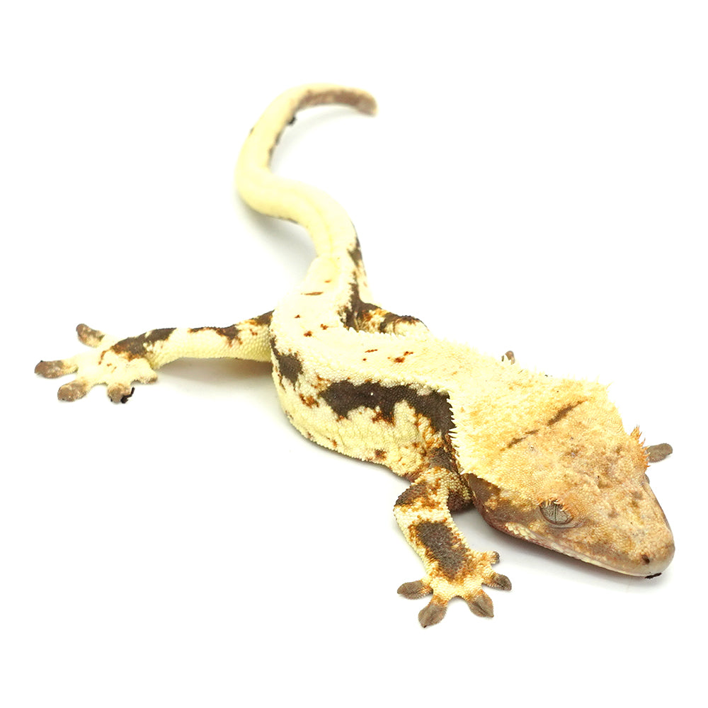 Lilly White Crested Gecko