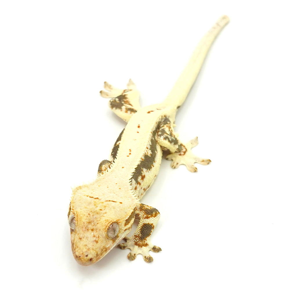 Lilly White Crested Gecko