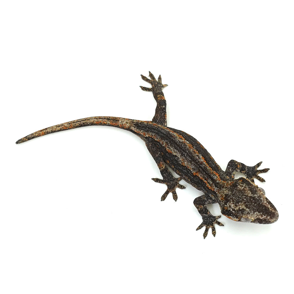 Gargoyle Gecko