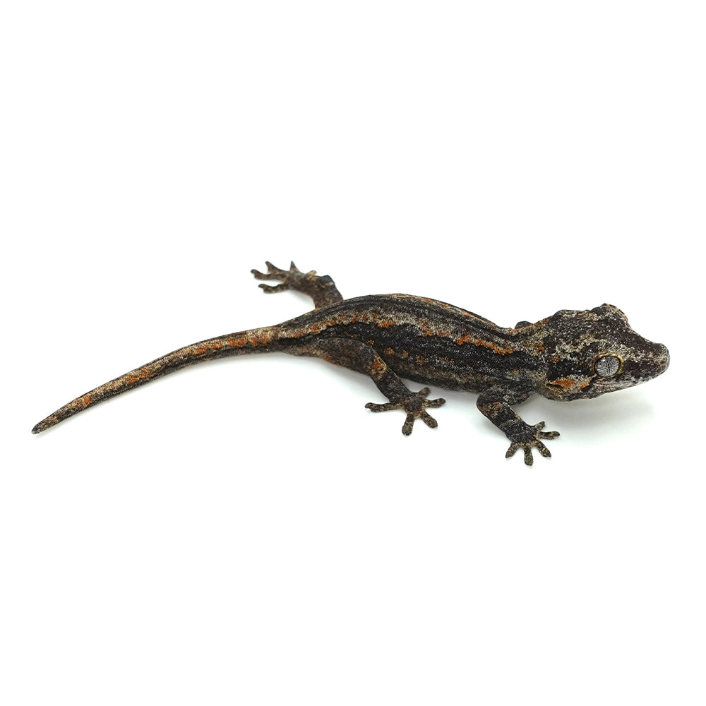 Gargoyle Gecko