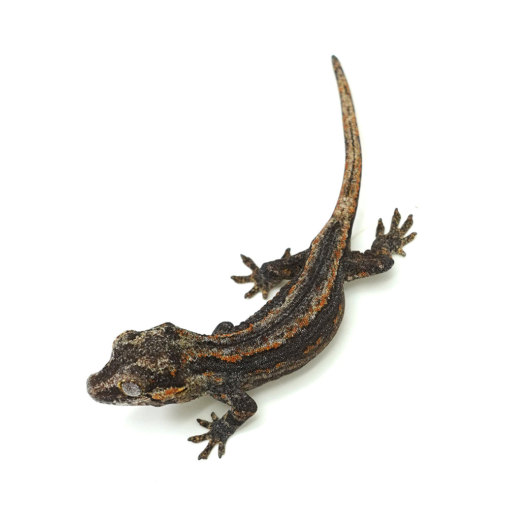 Gargoyle Gecko