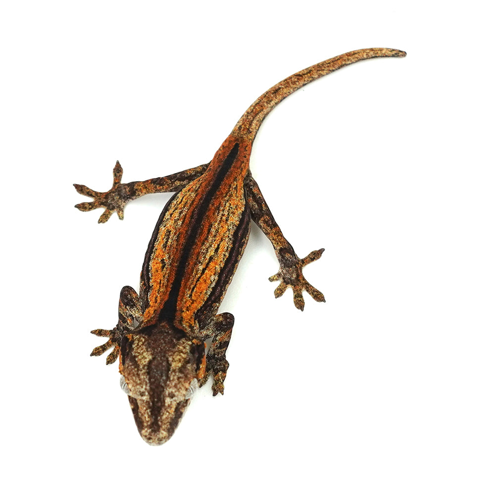Gargoyle Gecko