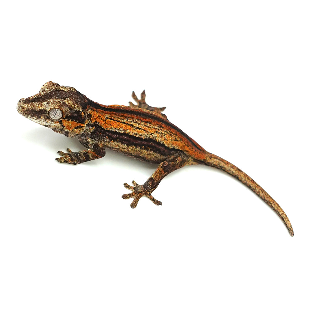 Gargoyle Gecko