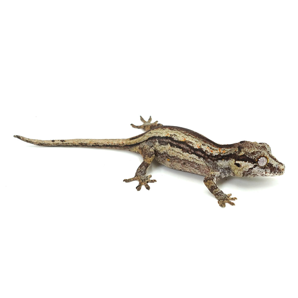 Gargoyle Gecko