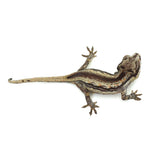 Gargoyle Gecko