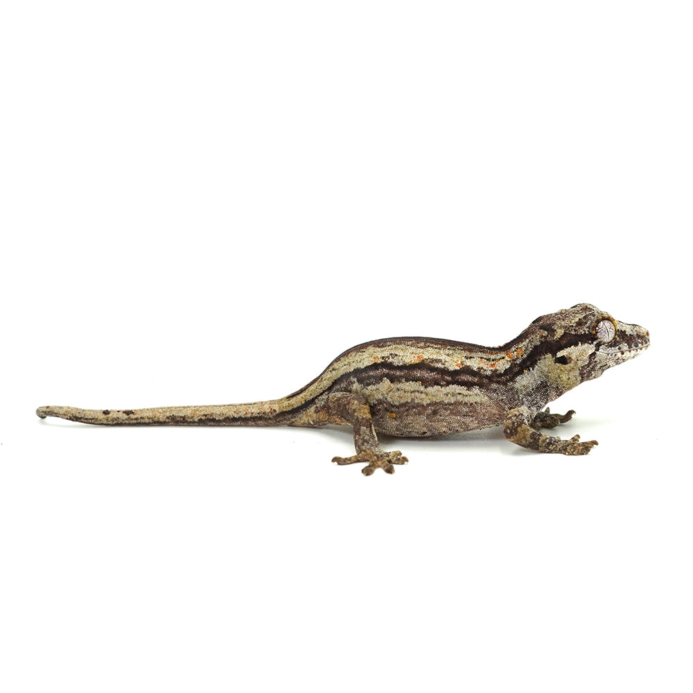 Gargoyle Gecko