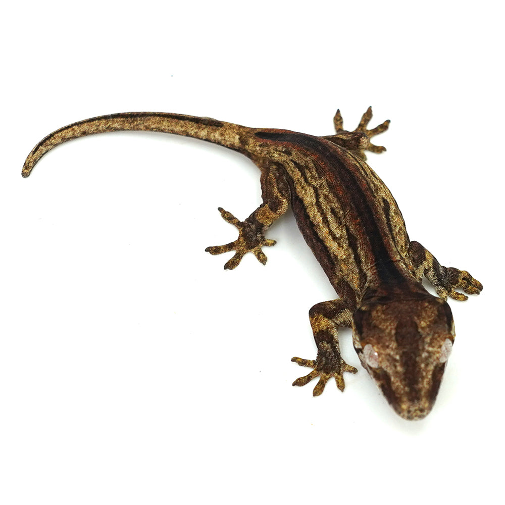 Gargoyle Gecko