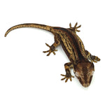 Gargoyle Gecko
