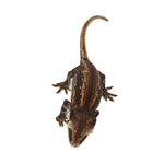 Gargoyle Gecko