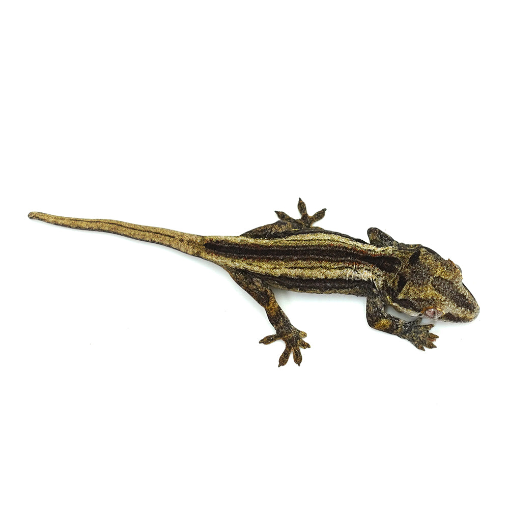 Gargoyle Gecko