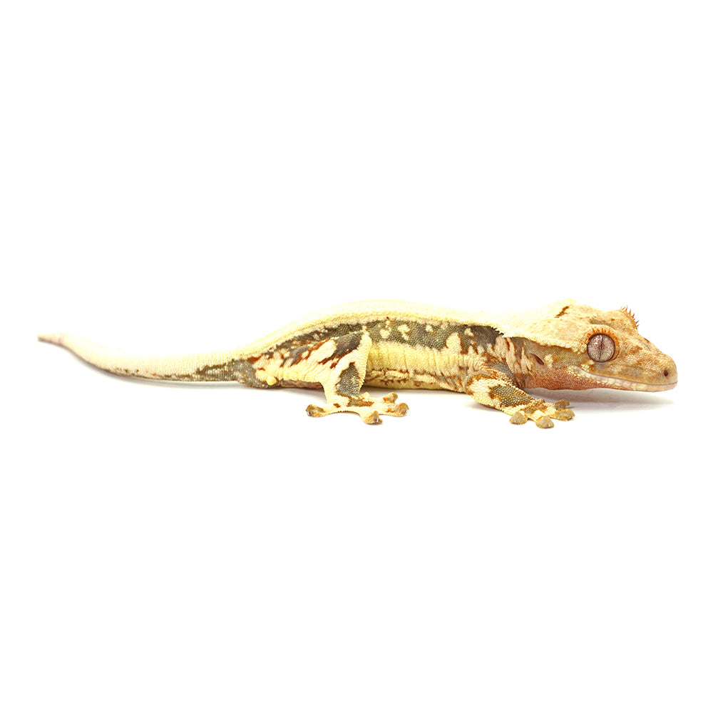 Lilly White Crested Gecko
