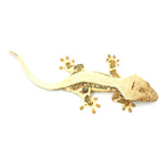Lilly White Crested Gecko