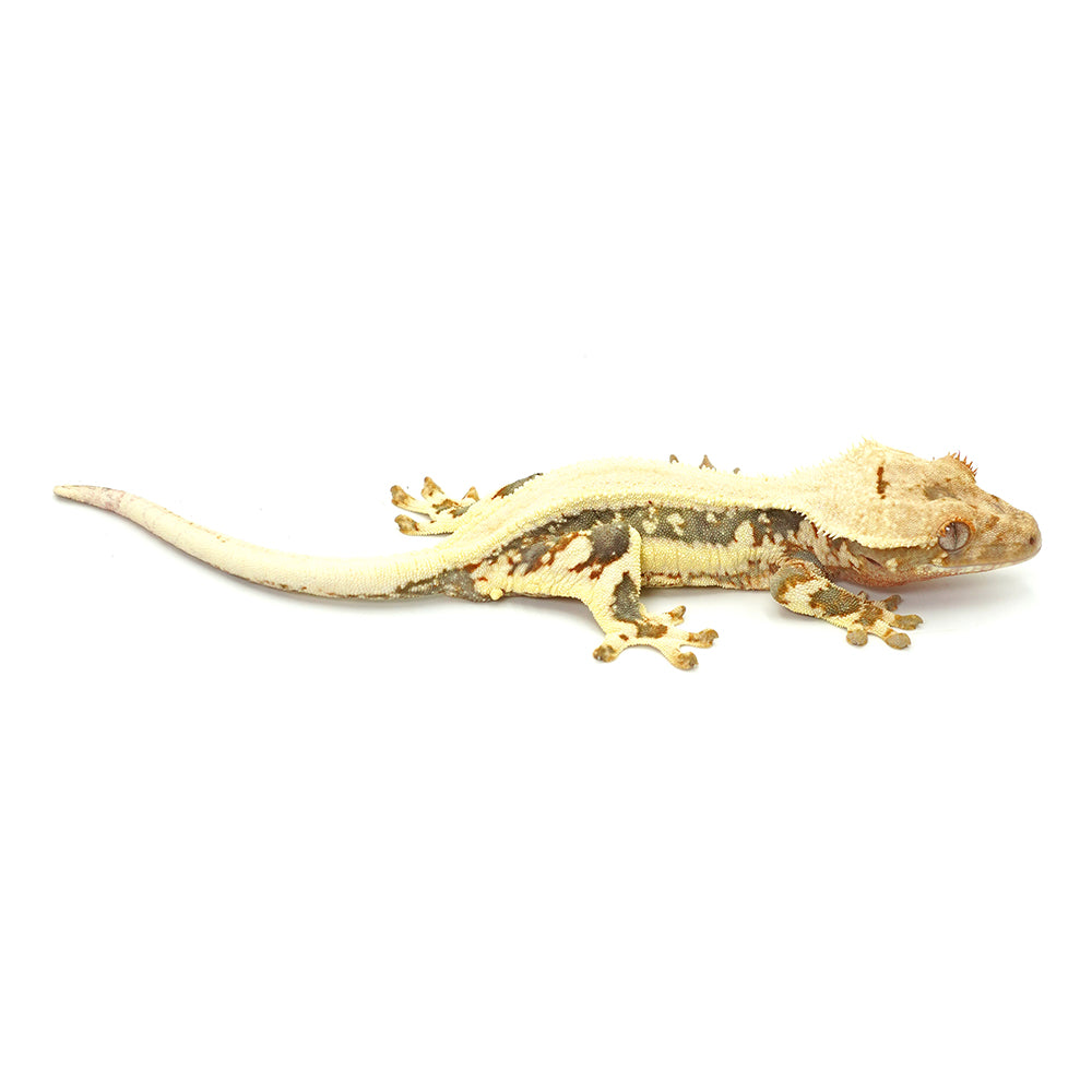 Lilly White Crested Gecko