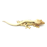 Lilly White Crested Gecko