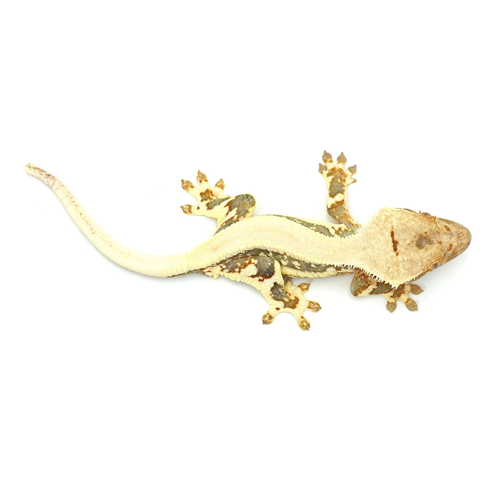 Lilly White Crested Gecko