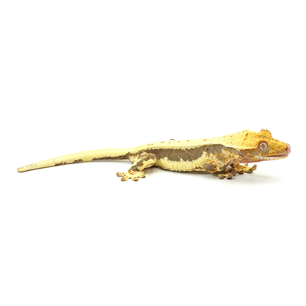Lilly White Crested Gecko