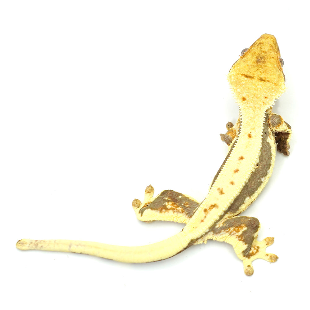 Lilly White Crested Gecko