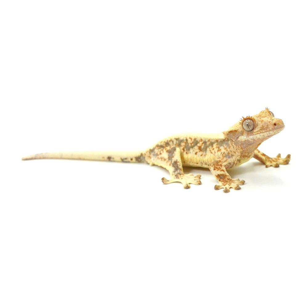 Lilly White Crested Gecko