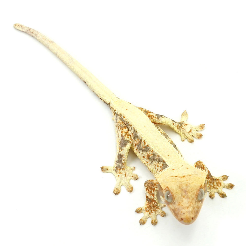 Lilly White Crested Gecko