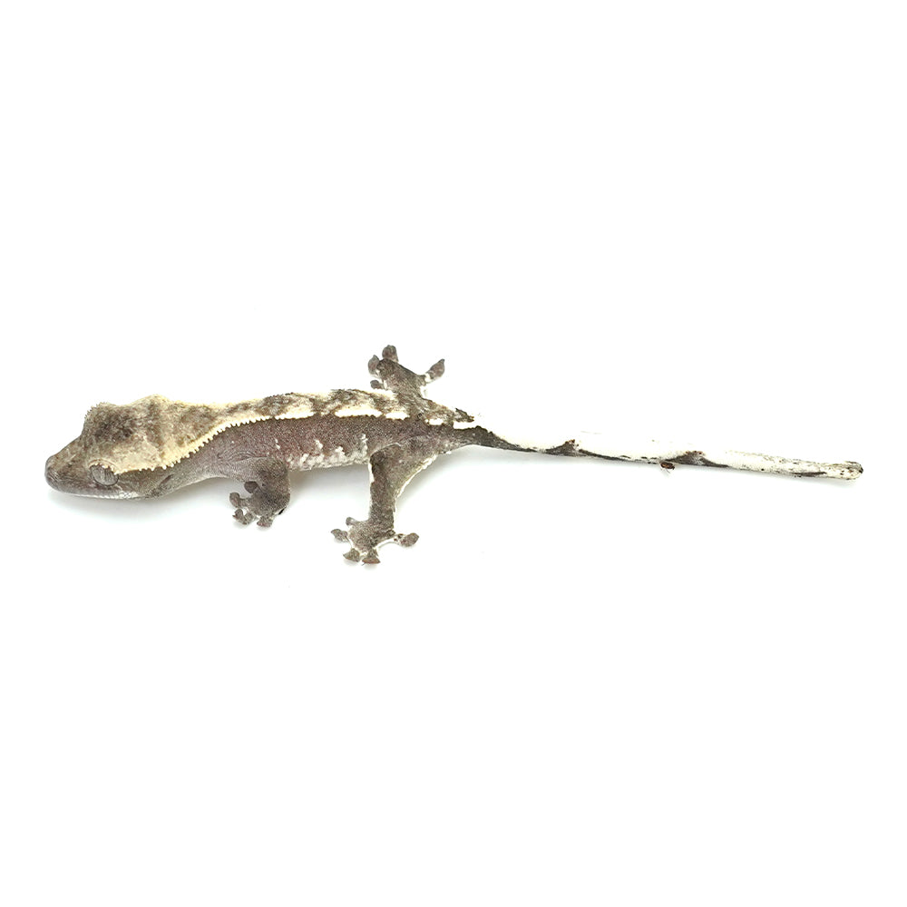 Axanthic Crested Gecko