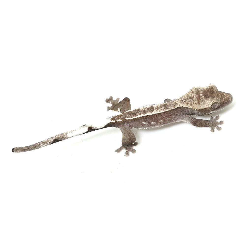 Axanthic Crested Gecko