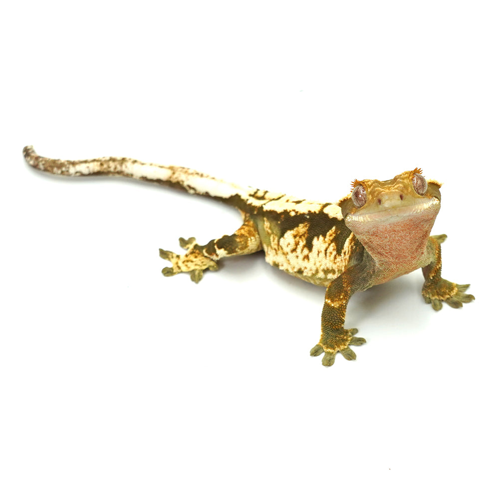 Black & White Harlequin Crested Gecko
