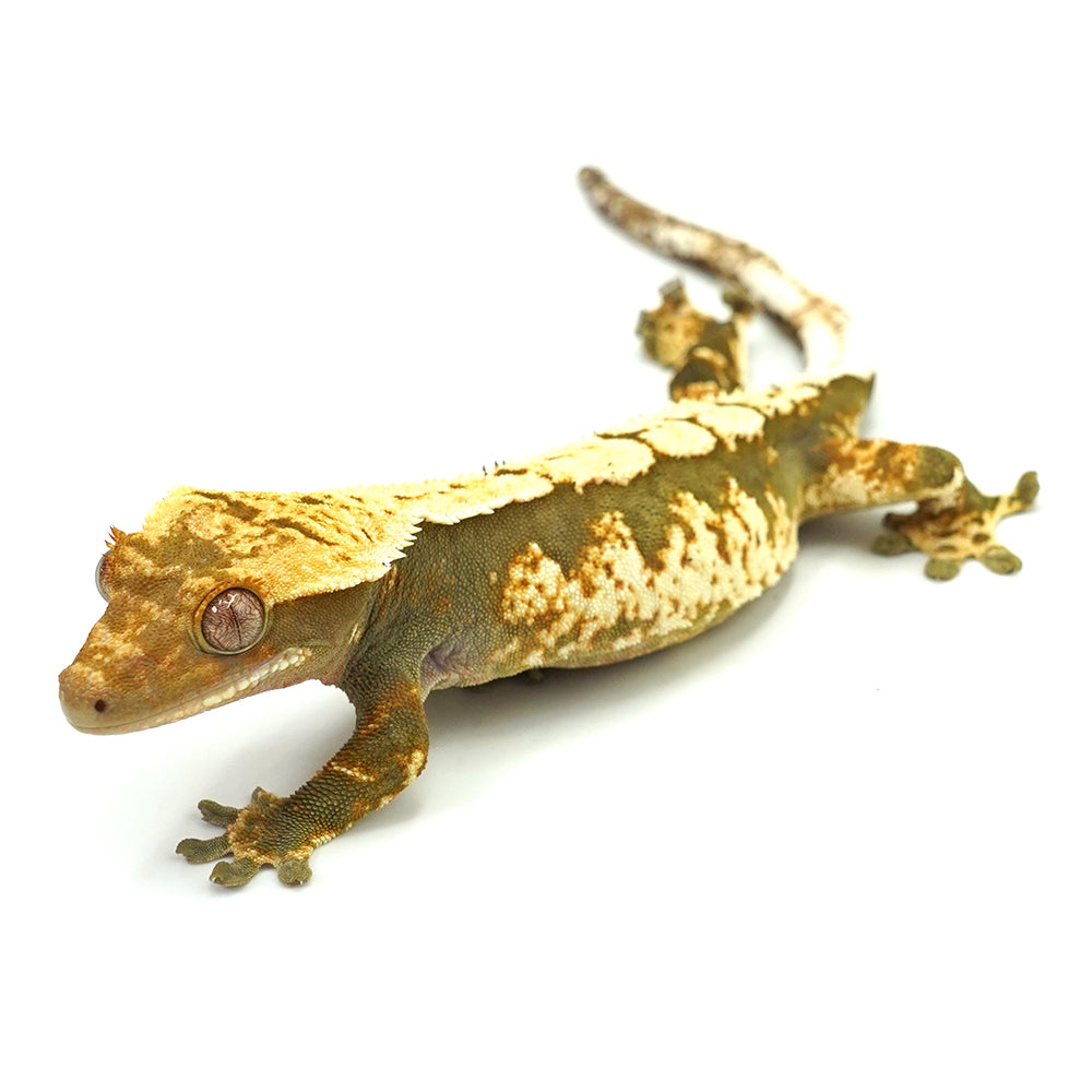 Black & White Harlequin Crested Gecko