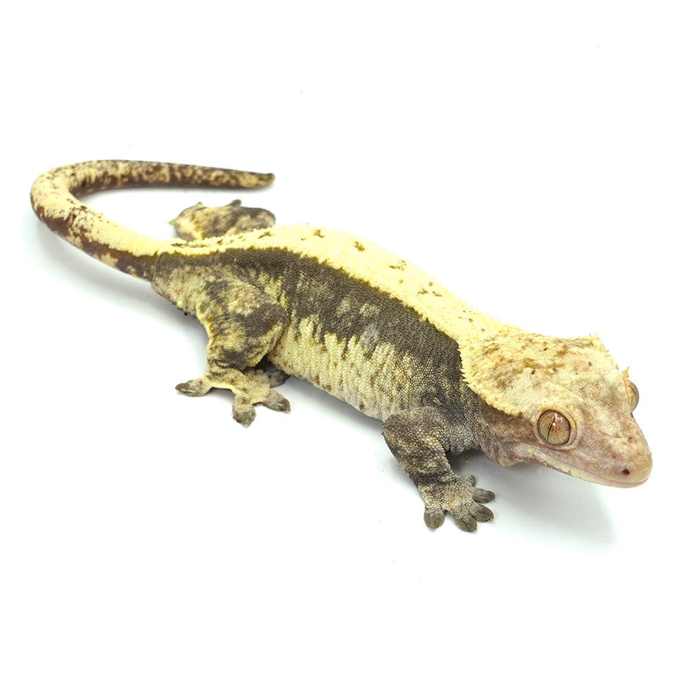 Harlequin Full Pinstripe Crested Gecko