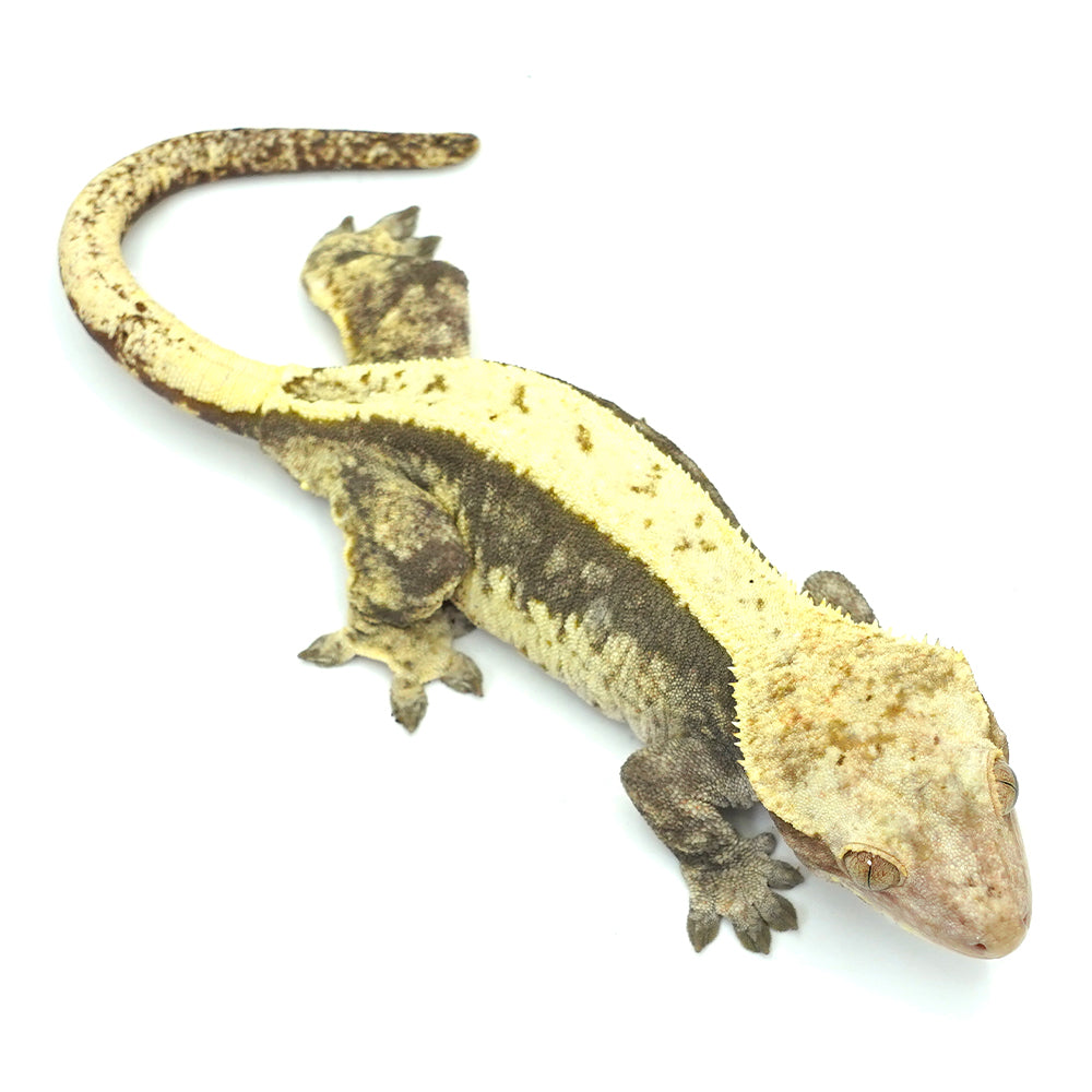Harlequin Full Pinstripe Crested Gecko