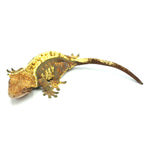 Tricolor Halloween Crested Gecko