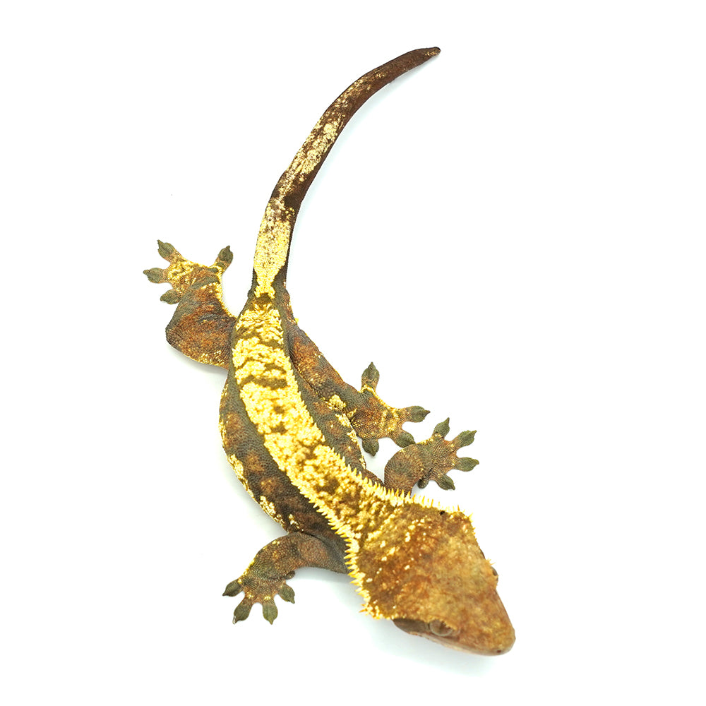 Tricolor Halloween Crested Gecko
