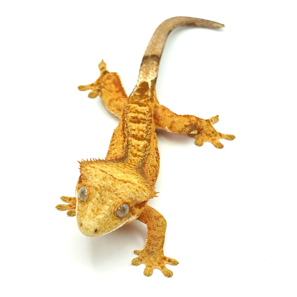 Yellow Tiger Crested Gecko