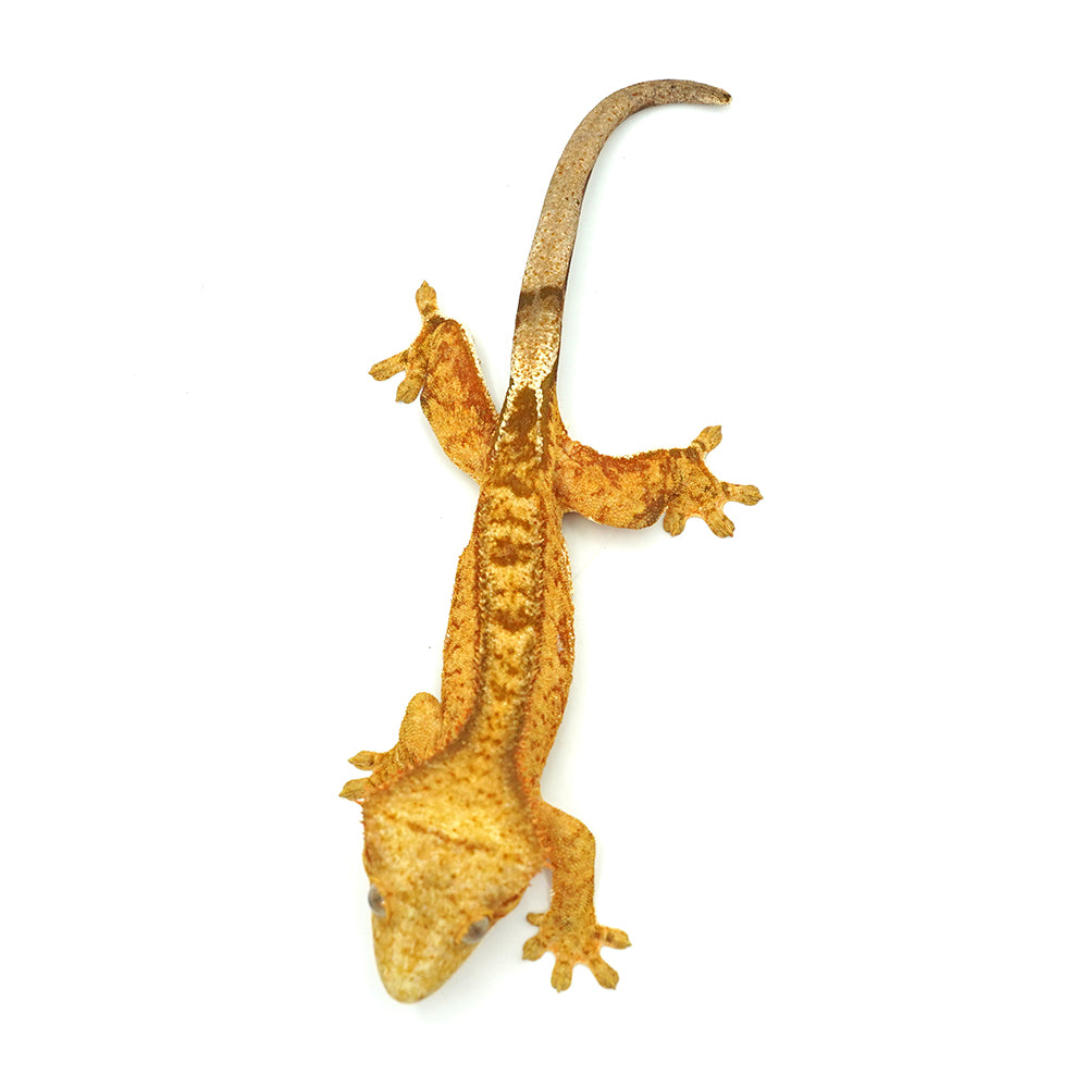 Yellow Tiger Crested Gecko