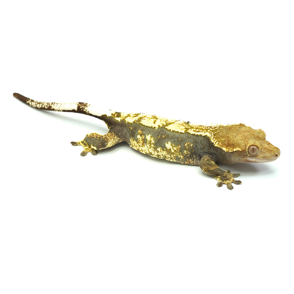 Black & White Harlequin Crested Gecko