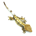 Black & White Harlequin Crested Gecko