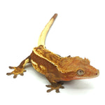 Full Pinstripe Crested Gecko