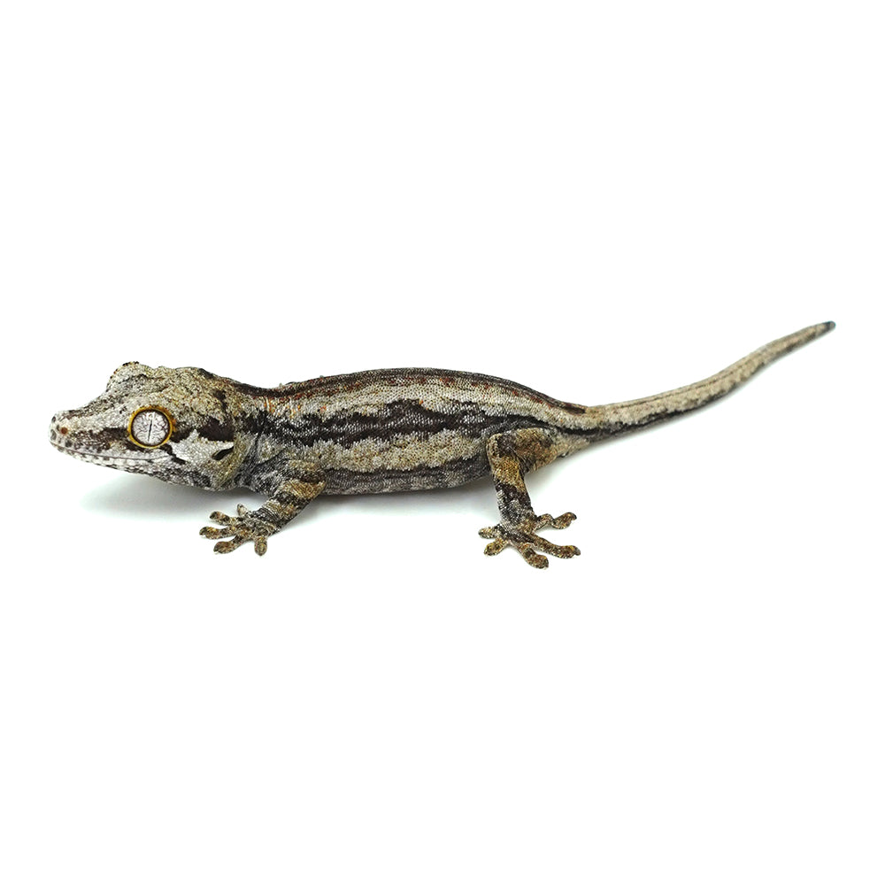 Gargoyle Gecko