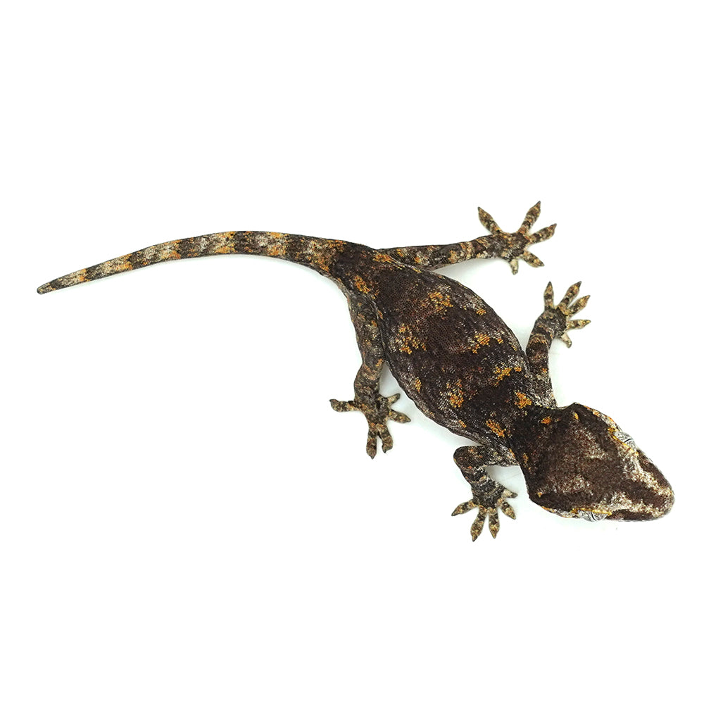 Gargoyle Gecko