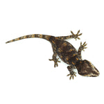 Gargoyle Gecko