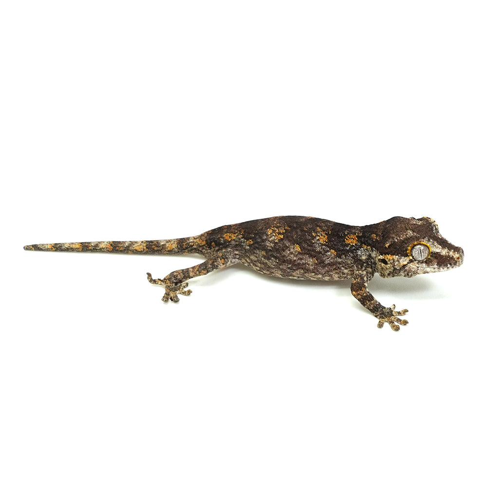 Gargoyle Gecko