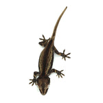 Gargoyle Gecko