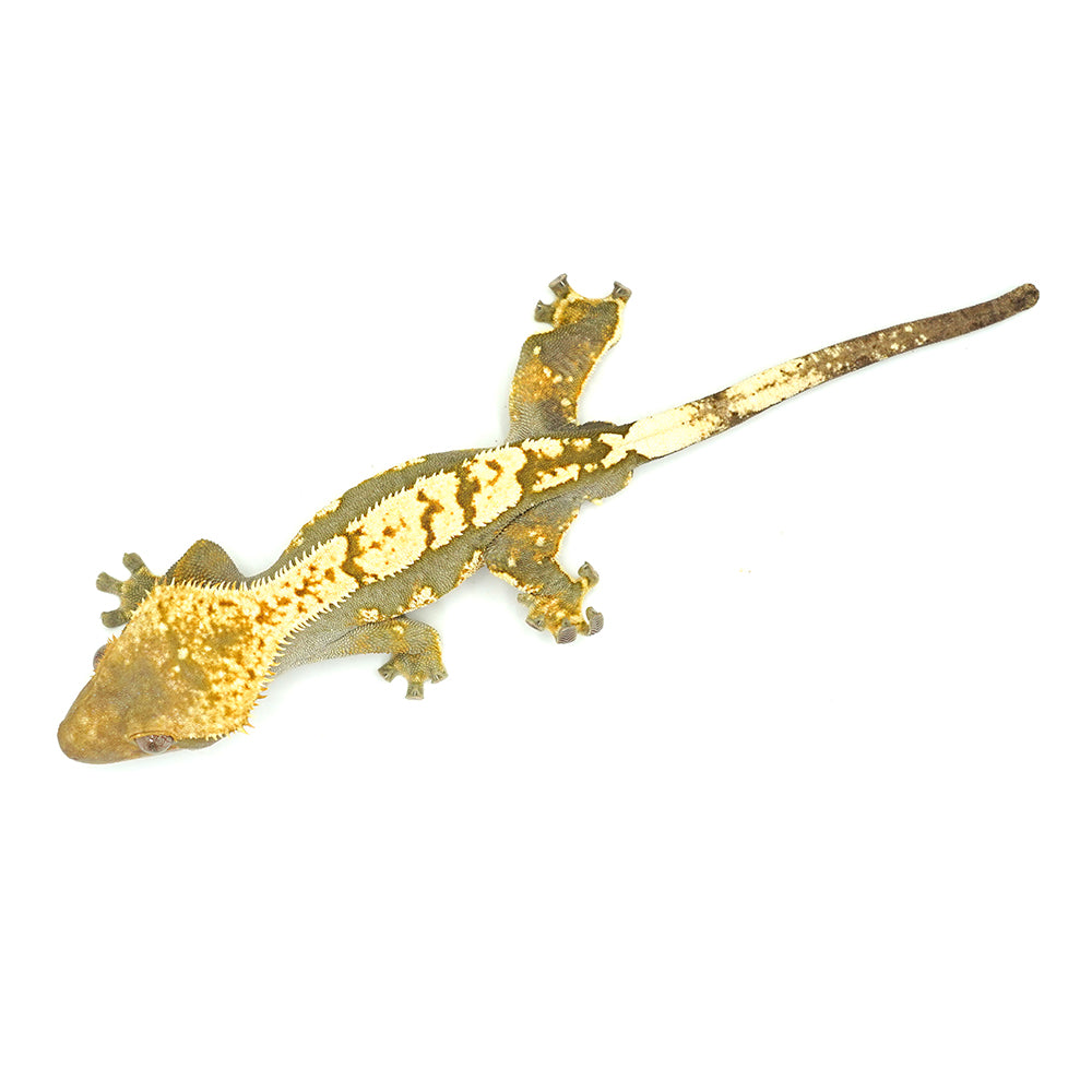 Harlequin Crested Gecko