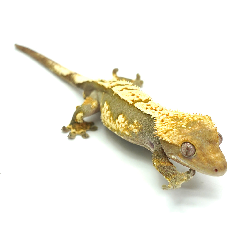 Harlequin Crested Gecko