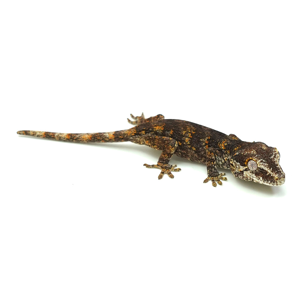 Gargoyle Gecko