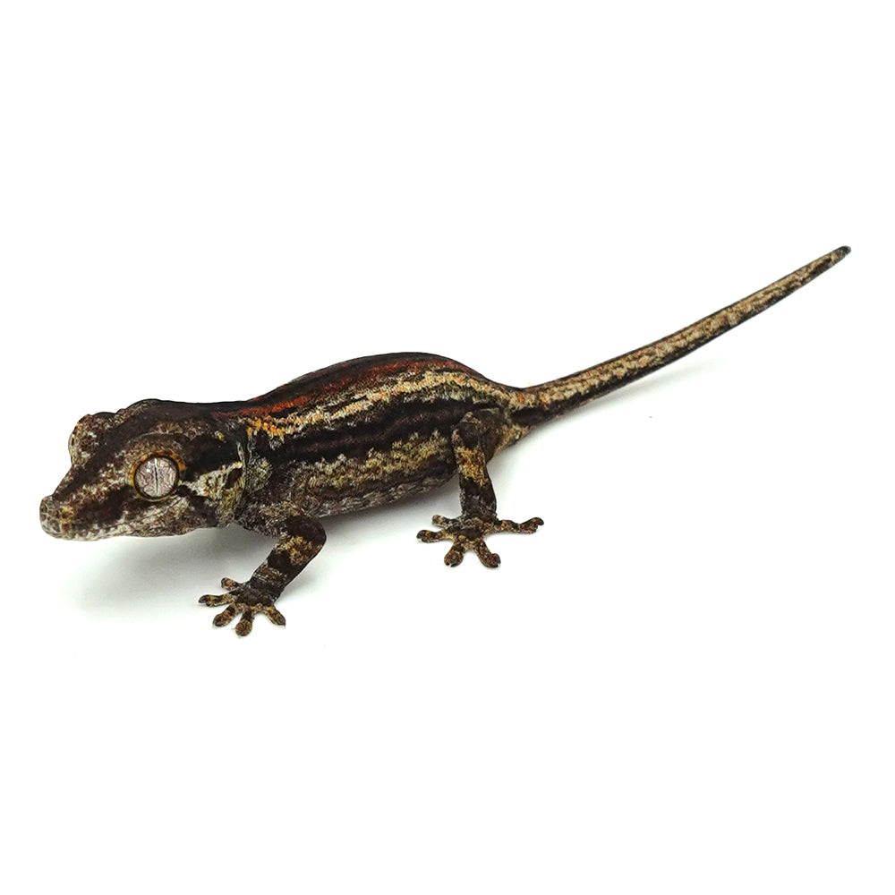Gargoyle Gecko