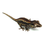 Gargoyle Gecko